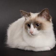 Ragdoll Big-Bang Nightsky Holly