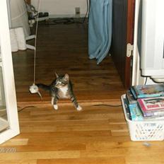 Huskat Pjevs
