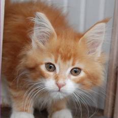 Maine Coon CorkyCoon´s Bonnie