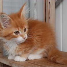 Maine Coon CorkyCoon´s Bonnie