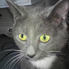 Blanding af racer Pelle