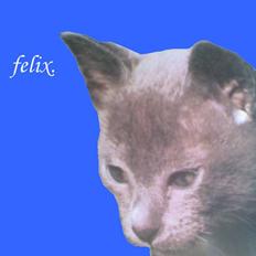 Huskat Felix