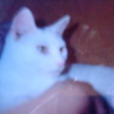 Huskat Fie''R.I.P.''