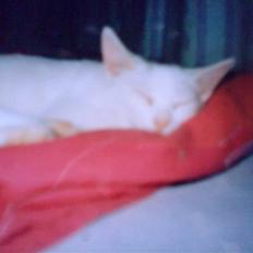 Huskat Fie''R.I.P.''