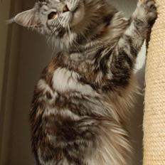 Maine Coon D*Woodwalker Whimpy