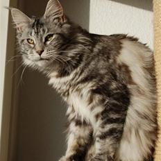 Maine Coon D*Woodwalker Whimpy