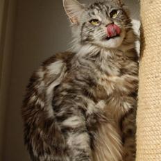 Maine Coon D*Woodwalker Whimpy