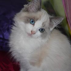 Ragdoll Charlie