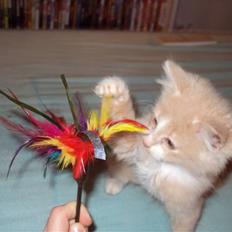 Blanding af racer Migii miss u <3 Solgt**