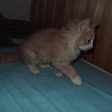 Blanding af racer Migii miss u <3 Solgt**