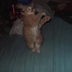 Blanding af racer Migii miss u <3 Solgt**