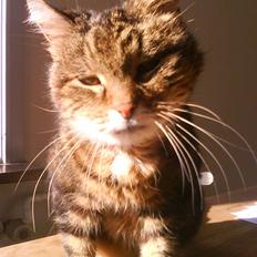 Norsk Skovkat / Huskat Fridolin<3 R.I.P