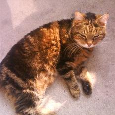 Norsk Skovkat / Huskat Fridolin<3 R.I.P