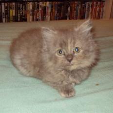 Blanding af racer Shadow'er **Solgt**:(