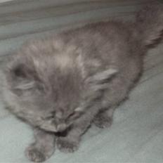 Blanding af racer Shadow'er **Solgt**:(