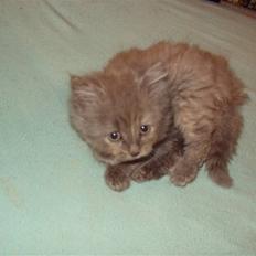 Blanding af racer Shadow'er **Solgt**:(