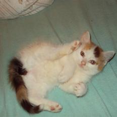 Blanding af racer Latika 