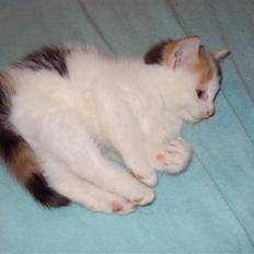 Blanding af racer Latika 