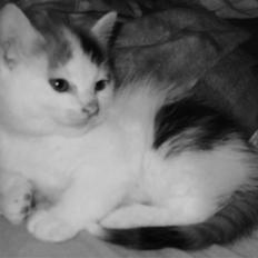 Blanding af racer Latika 