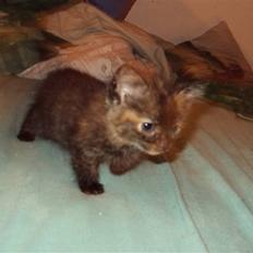 Blanding af racer stamina **Solgt** :(