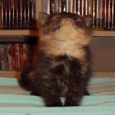 Blanding af racer stamina **Solgt** :(