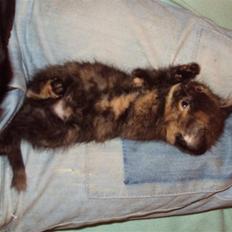 Blanding af racer stamina **Solgt** :(