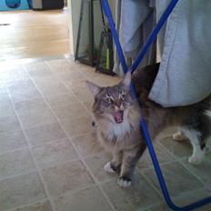 Maine Coon odin