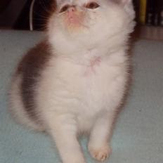 Blanding af racer Chill out *Solgt* :(