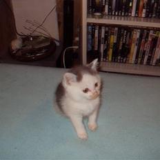 Blanding af racer Chill out *Solgt* :(