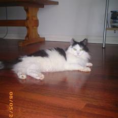 Blanding af racer Duchess *R.I.P.*