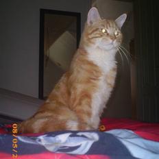 Blanding af racer Lucifer