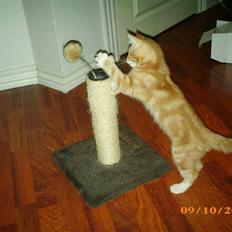 Blanding af racer Lucifer