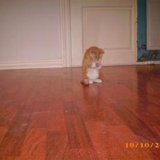 Blanding af racer Lucifer