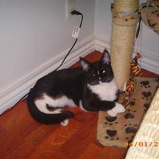 Blanding af racer Diablo