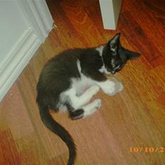 Blanding af racer Diablo