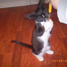 Blanding af racer Diablo