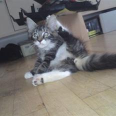 Blanding af racer silver tiger AKA MOMO