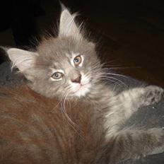 Maine Coon Luie