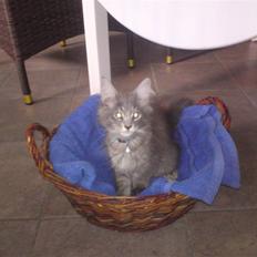 Maine Coon Luie