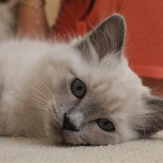 Hellig Birma Miss Malibu