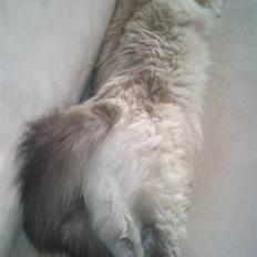 Hellig Birma Miss Malibu