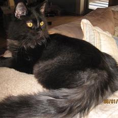 Blanding af racer Matrosen