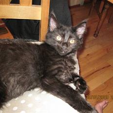 Blanding af racer Matrosen