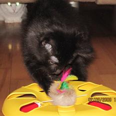 Blanding af racer Matrosen