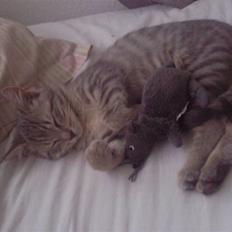 Blanding af racer Freja