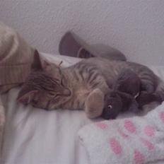 Blanding af racer Freja