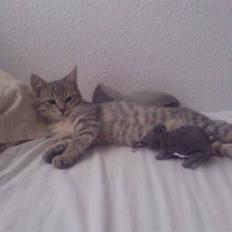 Blanding af racer Freja