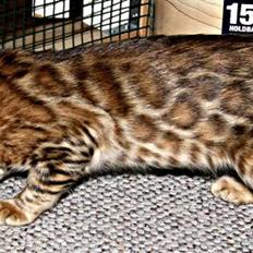 Bengal Boneas Big succes