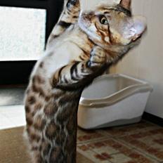 Bengal Boneas Big succes