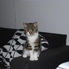 Blanding af racer bailey